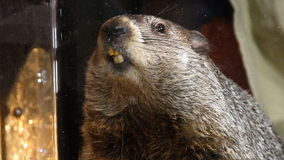 Staten Island Chuck makes his live Groundhog Day prediction from the zoo