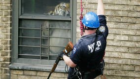 A look at NYC's most memorable animal celebrities