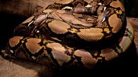 NYC man caught at border with pythons in his pants sentenced to probation