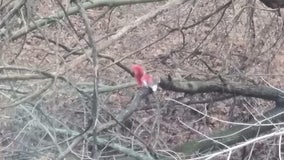 Red alert: Mystery of scarlet squirrels in upstate NY solved