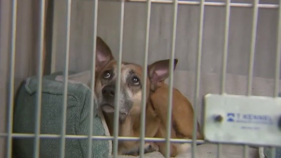 Animal Care Centers of NYC say they cannot take in any more dogs