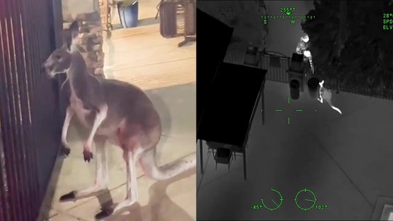 'There's a kangaroo in my apartment': Kangaroo runs rampant in Tampa before deputies' capture