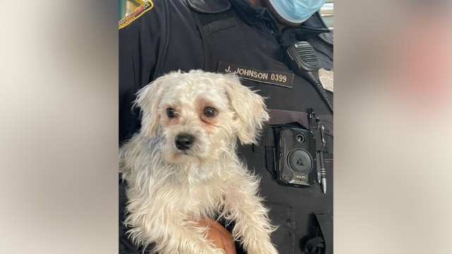 Dog who took NJ Transit train for solo trip to Hoboken, reunites with owner