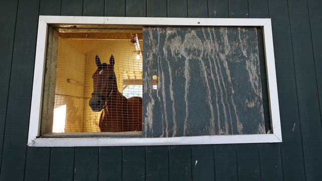 New York trainer accused of beating horse, fracturing its skull