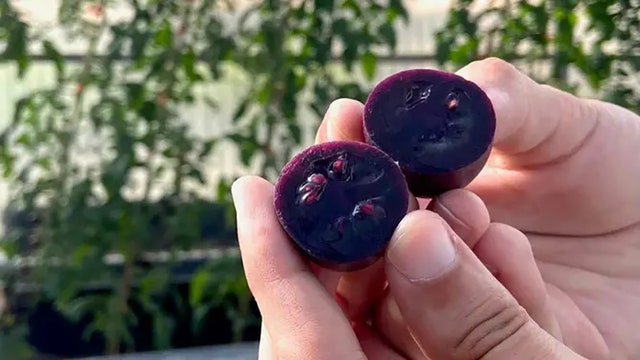 Scientists turn tomatoes purple to make them more nutritious