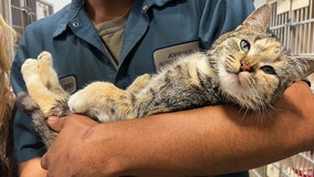 Very friendly cat rescued from car in junkyard before it’s crushed