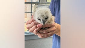 Meet Flaco Jr., the baby owl who fell from a Long Island nest