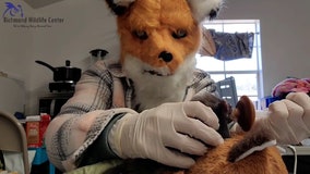 Watch: Wildlife rehabber wears fox mask to feed rescued kit