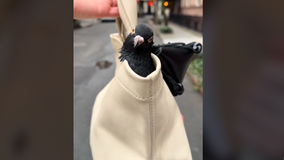 New York City TikTok user goes viral featuring a potty-trained purse pigeon