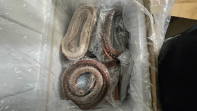 Six charged for smuggling goose and duck intestines from China: Feds