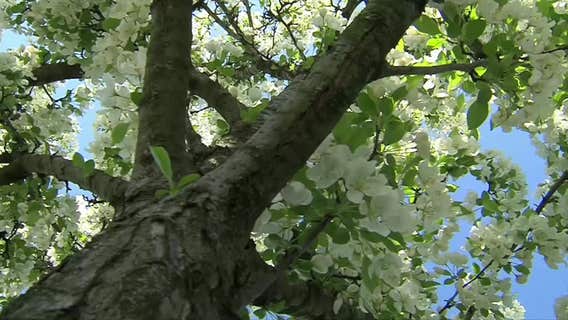 2024 allergy season expected earlier for NYC: How to brace for the bloom