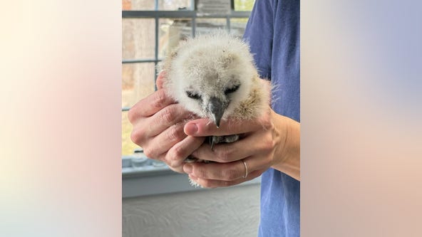 Meet Flaco Jr., the baby owl who fell from a Long Island nest