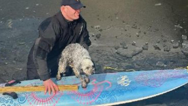 NJ State trooper rescues dog 'Georgy' stranded on freezing Lake Hopatcong