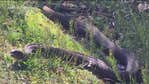 ‘Extremely large’ snake spotted in NY; what to do if you see one