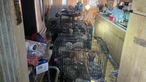Nearly 50 animals found living in urine, feces-filled cages of LI home: 'Worse case we've ever had'