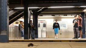 NYC introduces sweet-tasting birth control to fight rat population