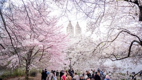 2024 NYC allergy season forecast