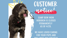NJ doggy daycare shuts down unexpectedly, forcing owners to scramble