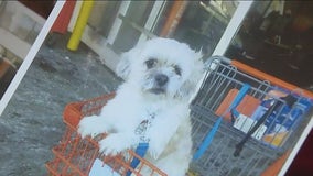 74-year-old woman's Shih Tzu stolen from her home in Brooklyn