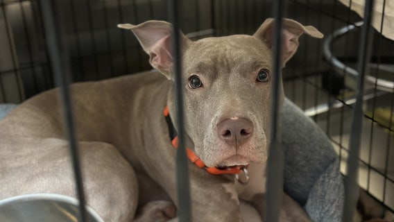 NYC's animal shelter crisis: Reason behind surge in surrendering pets