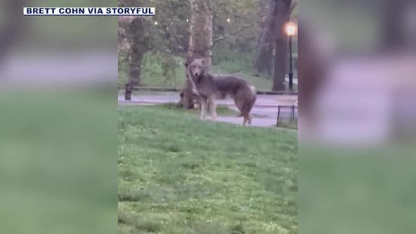 Coyote in Central Park: 'Large' animal seen strolling through area