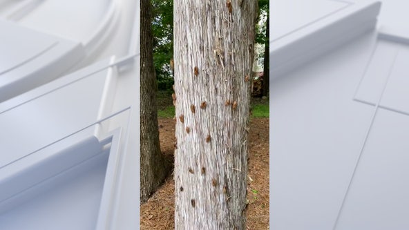 Watch: Cicadas appear on trees in parts of US