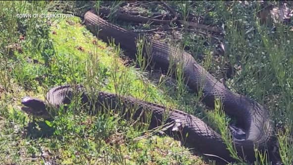 ‘Extremely large’ snake spotted in NY; what to do if you see one