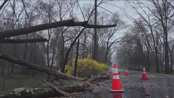 NY woman killed as tree falls on car during Wednesday's storm