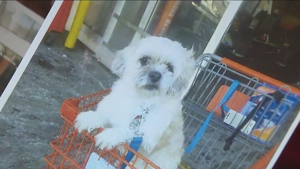 74-year-old woman's Shih Tzu stolen from her home in Brooklyn