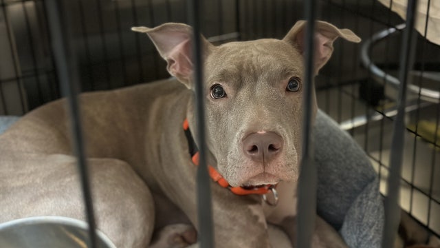 NYC's animal shelter crisis: Reason behind surge in surrendering pets