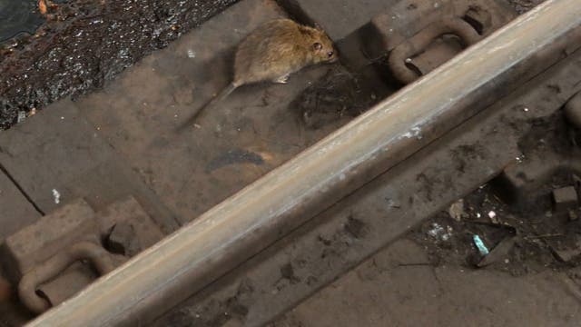 Adams hosts national summit to tackle NYC rat infestation