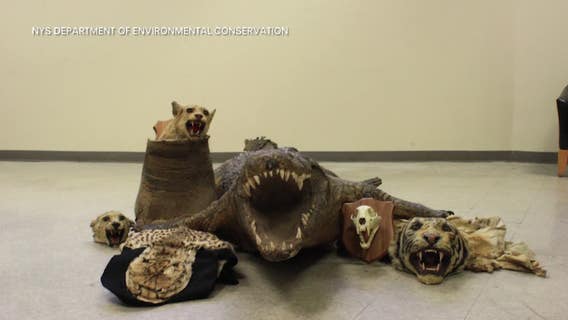 Brooklyn man pleads guilty after selling body parts of exotic animals