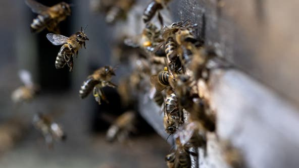 3 workers stung by swarm of bees while trimming trees in New Jersey