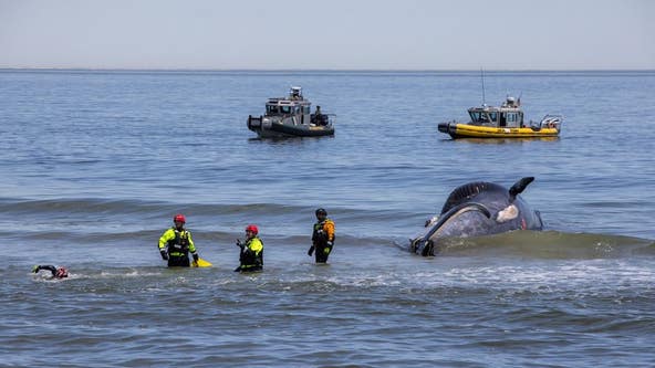 Cruise ship docks in NYC after 44-foot dead endangered whale found on bow