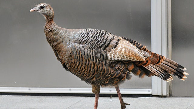 Meet Astoria: Wild turkey spotted in Central Park