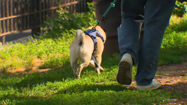 City council proposes dog waste bag dispensers on NYC trash cans