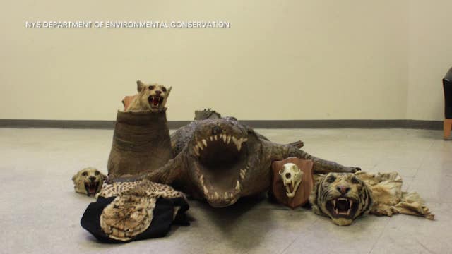 Brooklyn man pleads guilty after selling body parts of exotic animals