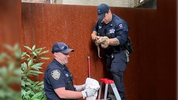 5-foot-long snake found inside Upper West Side apartment