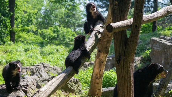 Meet the 3 adorable Andean bear cubs debuting at Queens Zoo