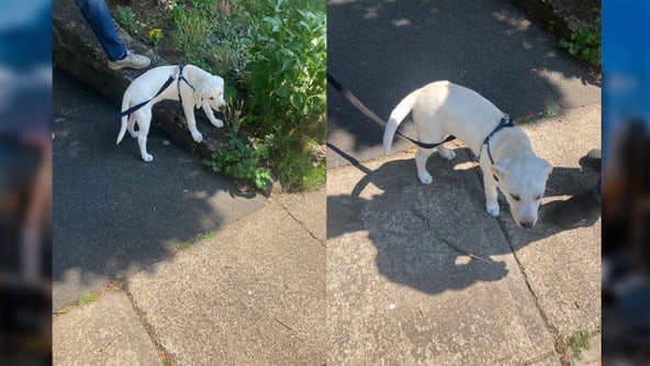 Woman arrested after allegedly abandoning dog on street in New Rochelle