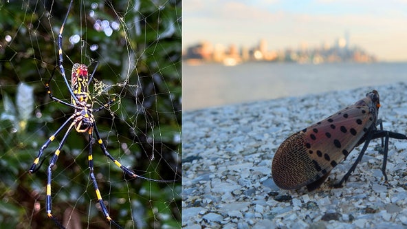 How Joro spiders, lanternflies, mosquitoes, could bug NYC this summer: 2024 forecast