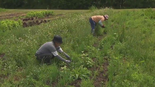 Suffolk County farm cultivating hope with organic produce for the hungry
