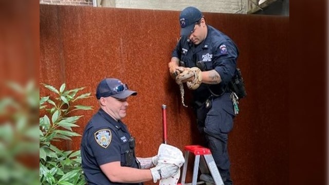 5-foot-long snake found inside Upper West Side apartment