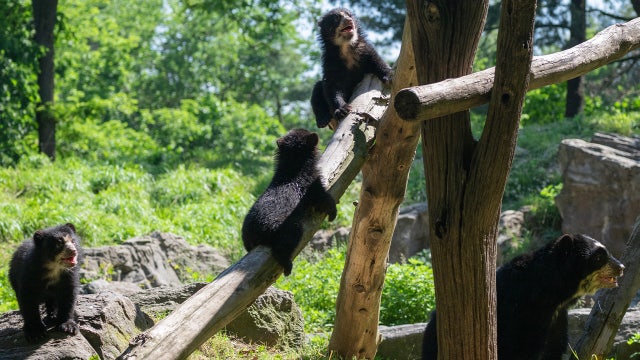 Meet the 3 adorable Andean bear cubs debuting at Queens Zoo
