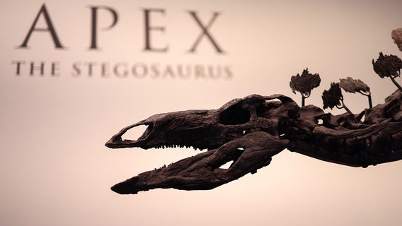 Sotheby’s to auction 161M year old stegosaurus fossil 'Apex' in New York