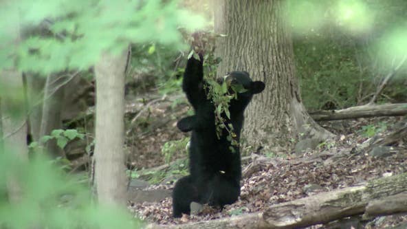 Bear sightings surge in NJ: Latest towns impacted, safety tips