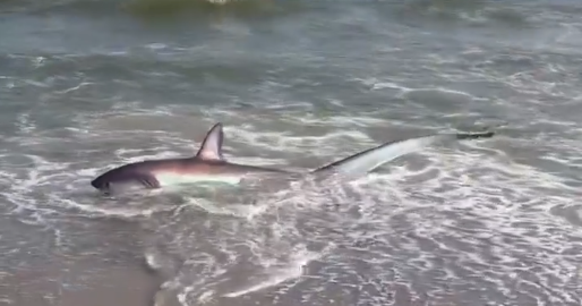 shark-washed.png?ve=1&tl=1
