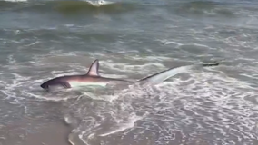 Shark washes ashore at NYC beach, rescued by beachgoers