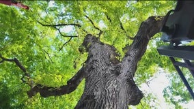 Central Park’s 160-year-old tree near Tavern on the Green must be cut down