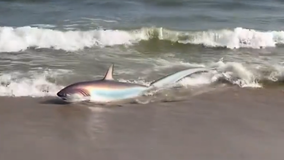 Shark washes ashore at NYC beach, rescued by beachgoers